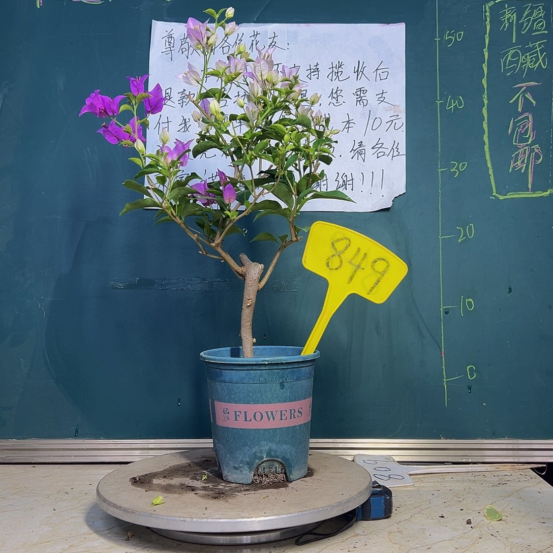 当前无花栽培后可以开花雪紫巴西紫同株 849