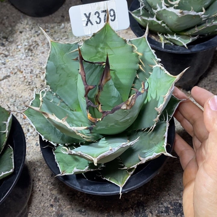 王***济福利南霸王一颗如图！！！