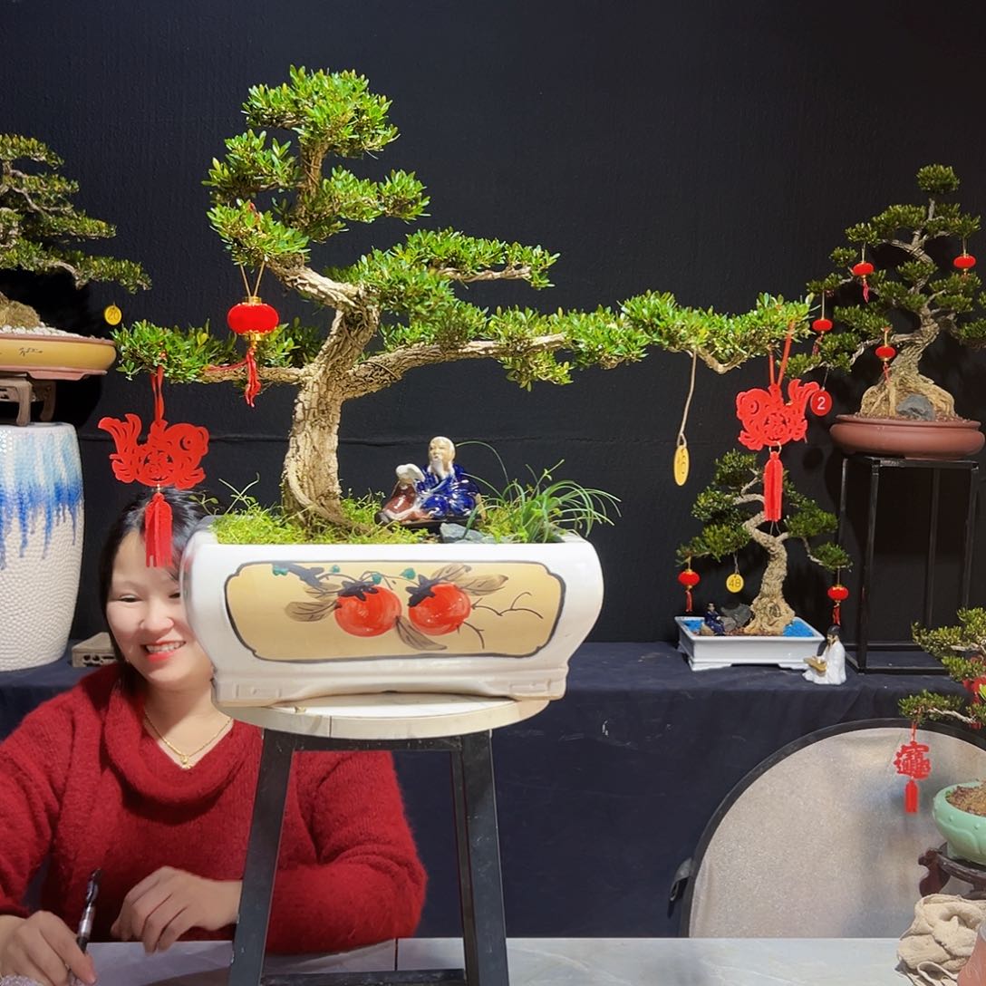 广东黄杨木盆景安***书黄杨木盆景