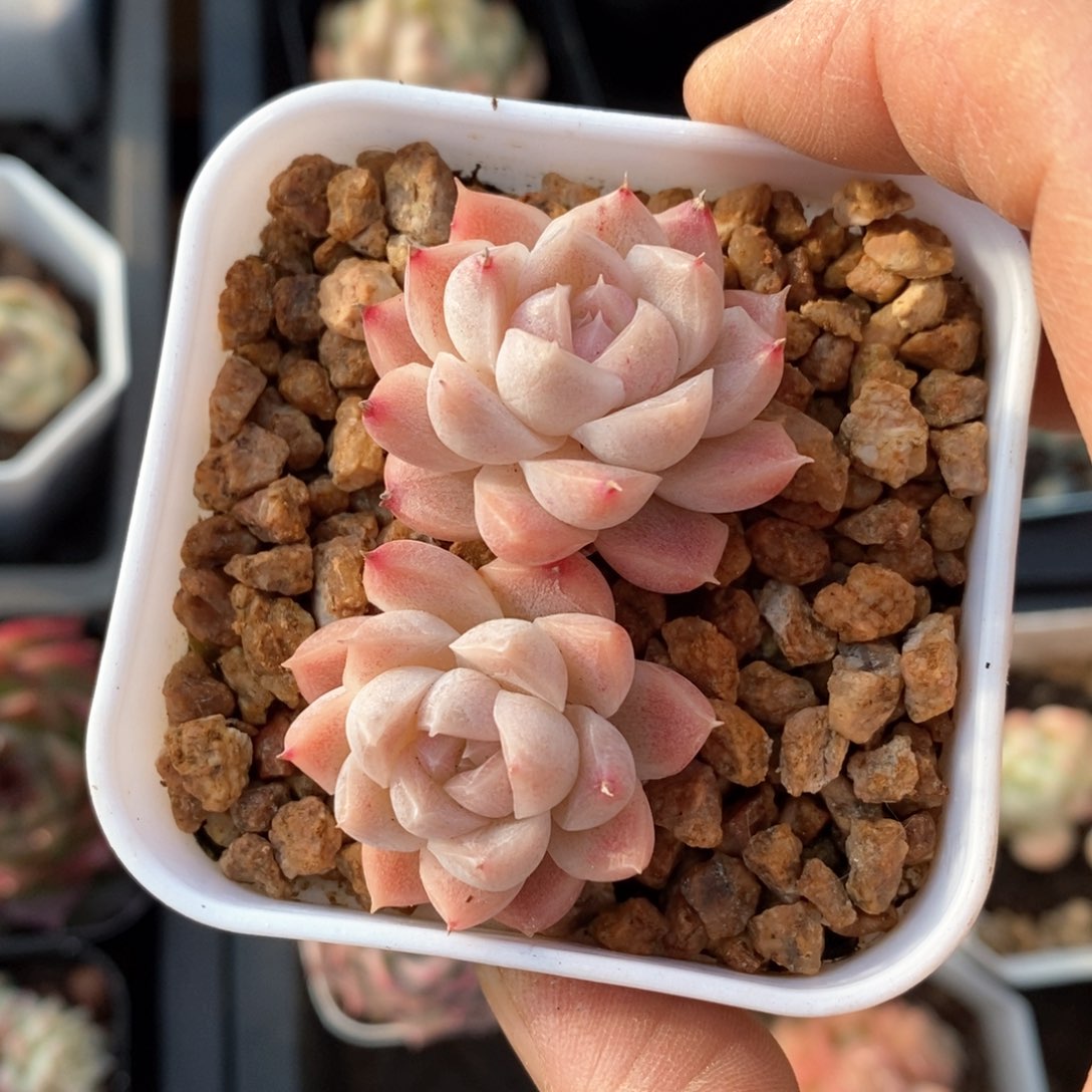 精品多肉一物一拍不包整455