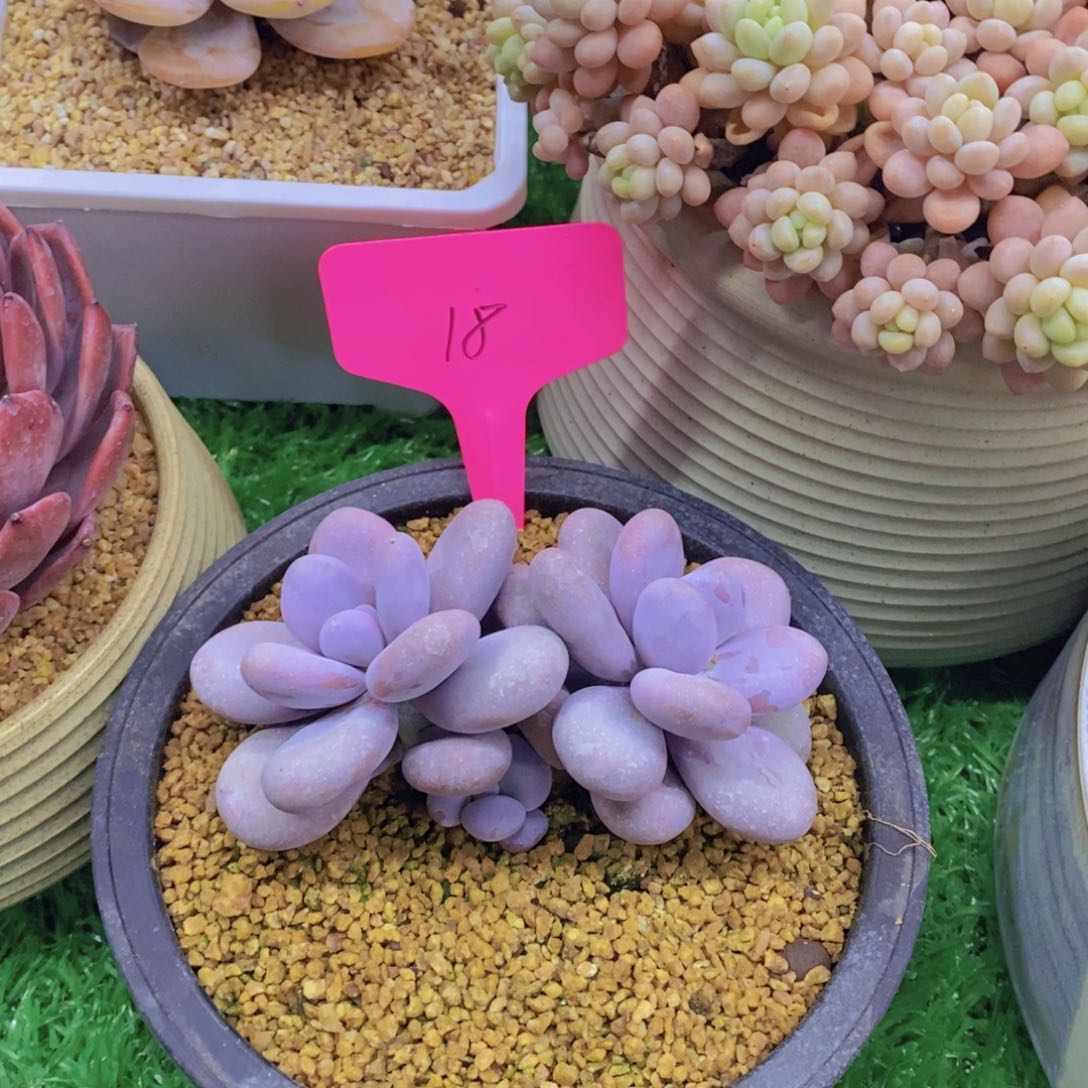 开心多肉植物多肉