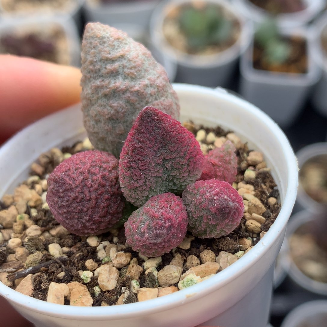 138腹部系 多肉植物