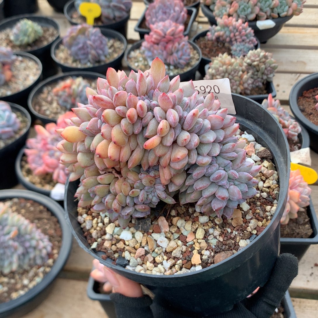 12.5厘米底切高版石榴籽缀 5920