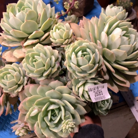 七**斓恋曲26086多肉