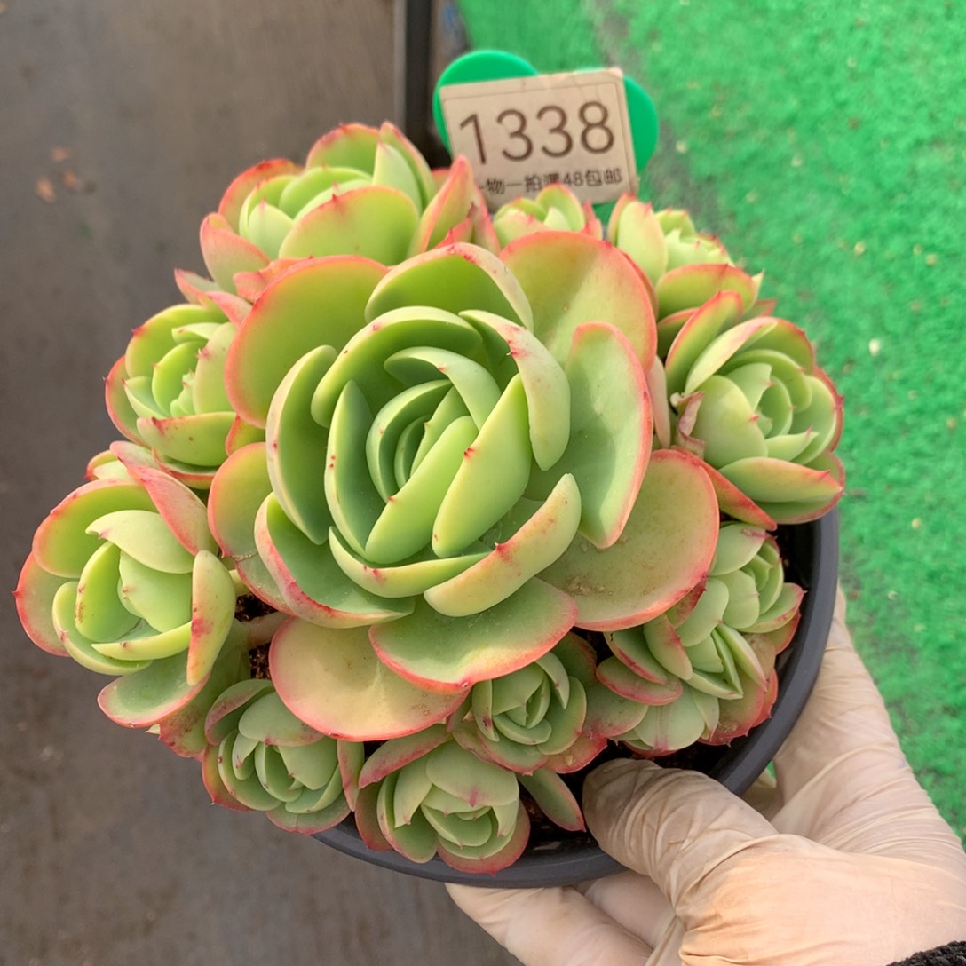 鸡蛋碧桃无砍捧花