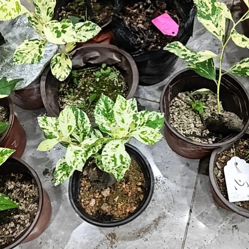 无花朵心老鸦柿品种苗嫁接