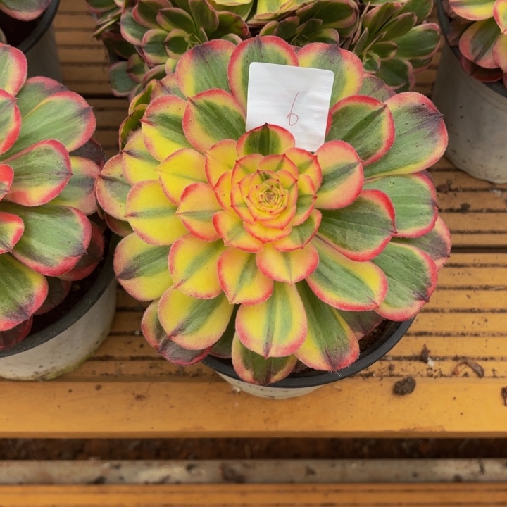 云南海神好看6号拍拍拍