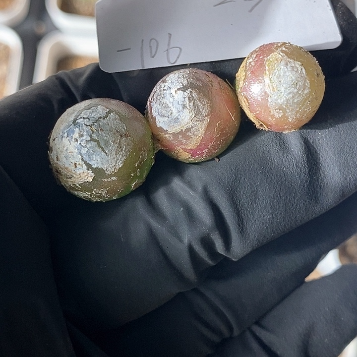 桃喜花园0205-106灯泡3颗