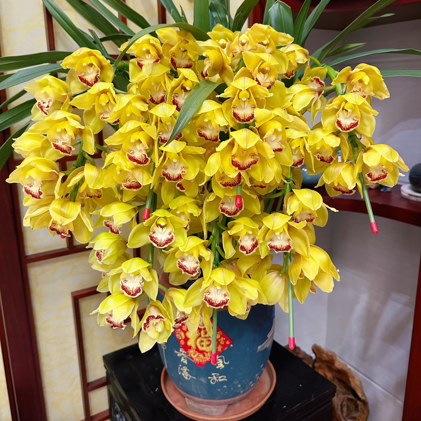 精品【黄金岁月】高花剑大花蕙兰室内盆栽浓香好养花期长基地直发