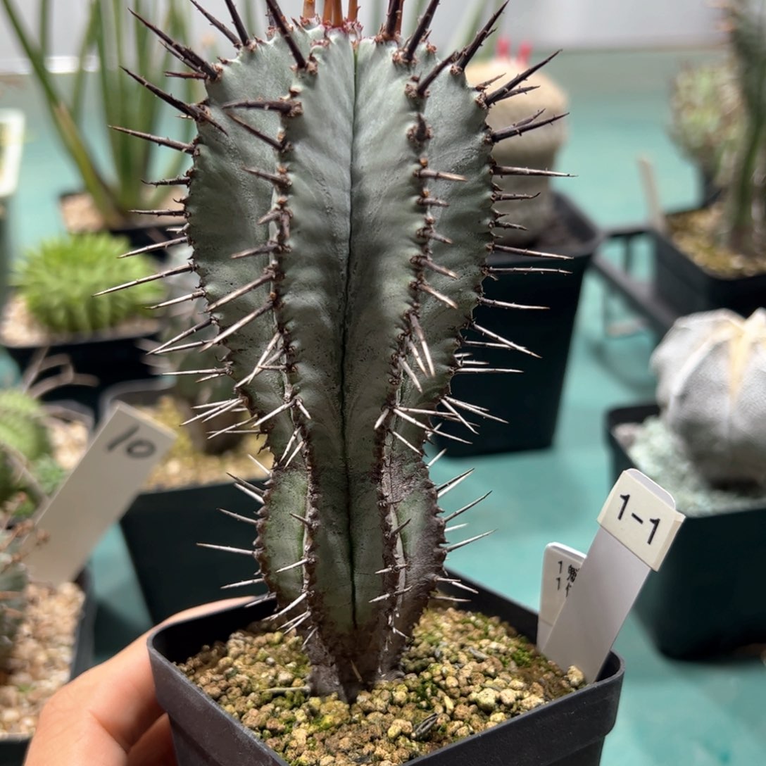 1-1魁伟玉 侧芽繁殖脱土发货多肉