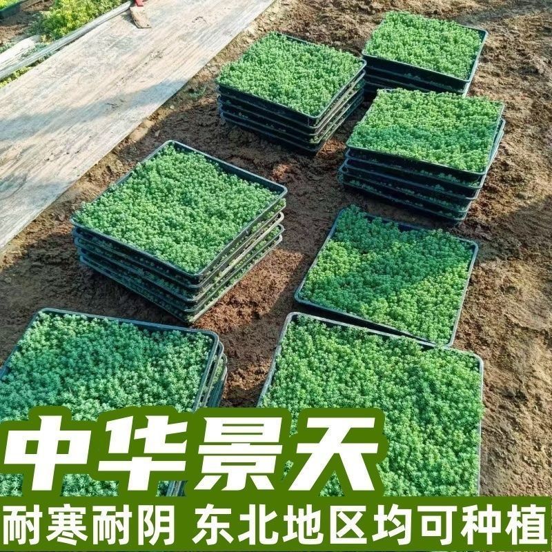 中华景天薄雪万年青多年生地被花镜植物耐寒地栽盆栽庭院花园绿化