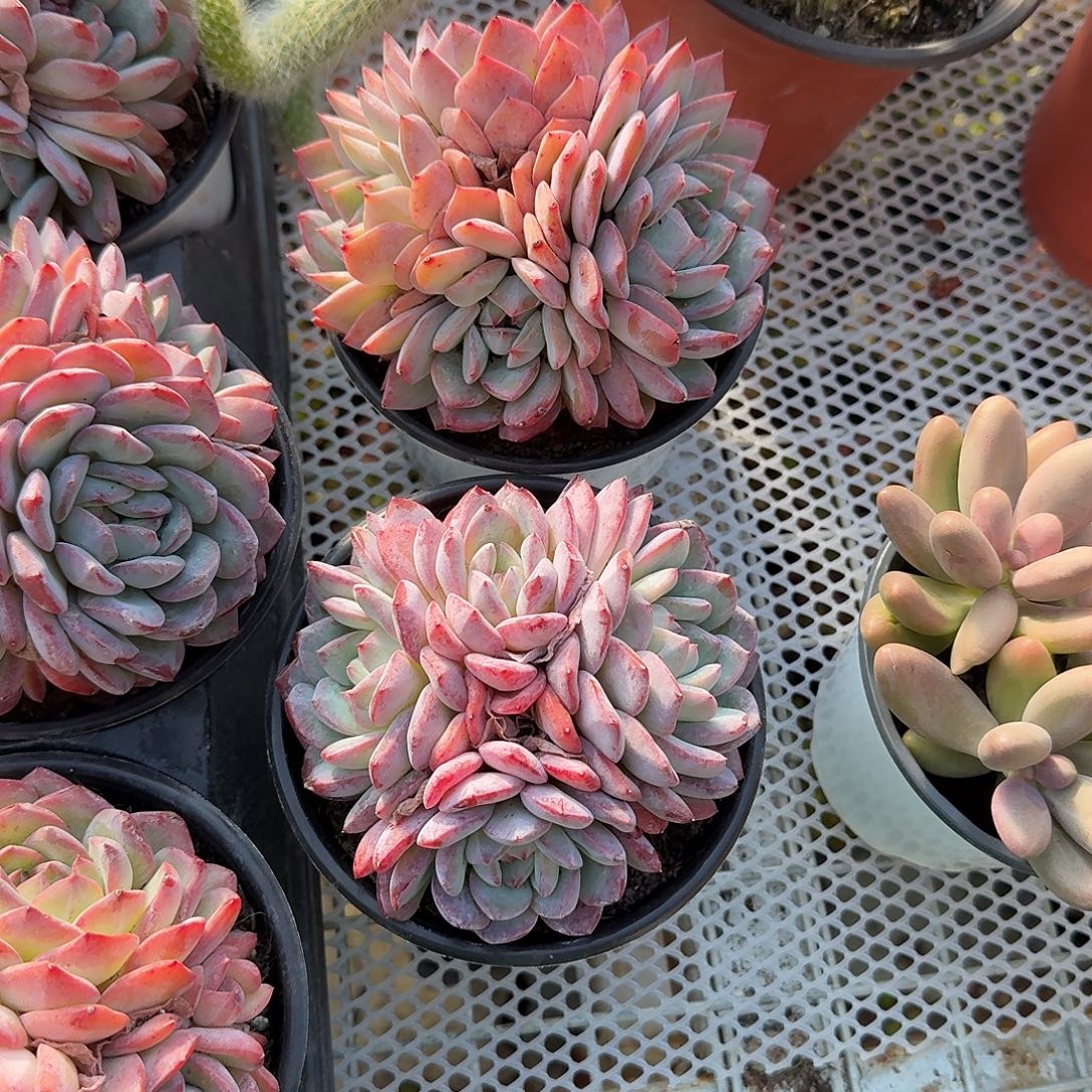 草莓杏仁多肉植物