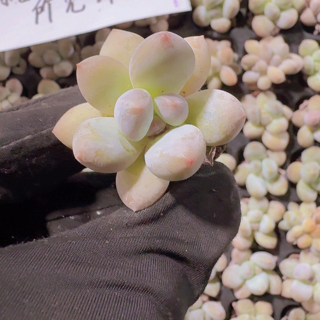 精品奶豆三米三颗