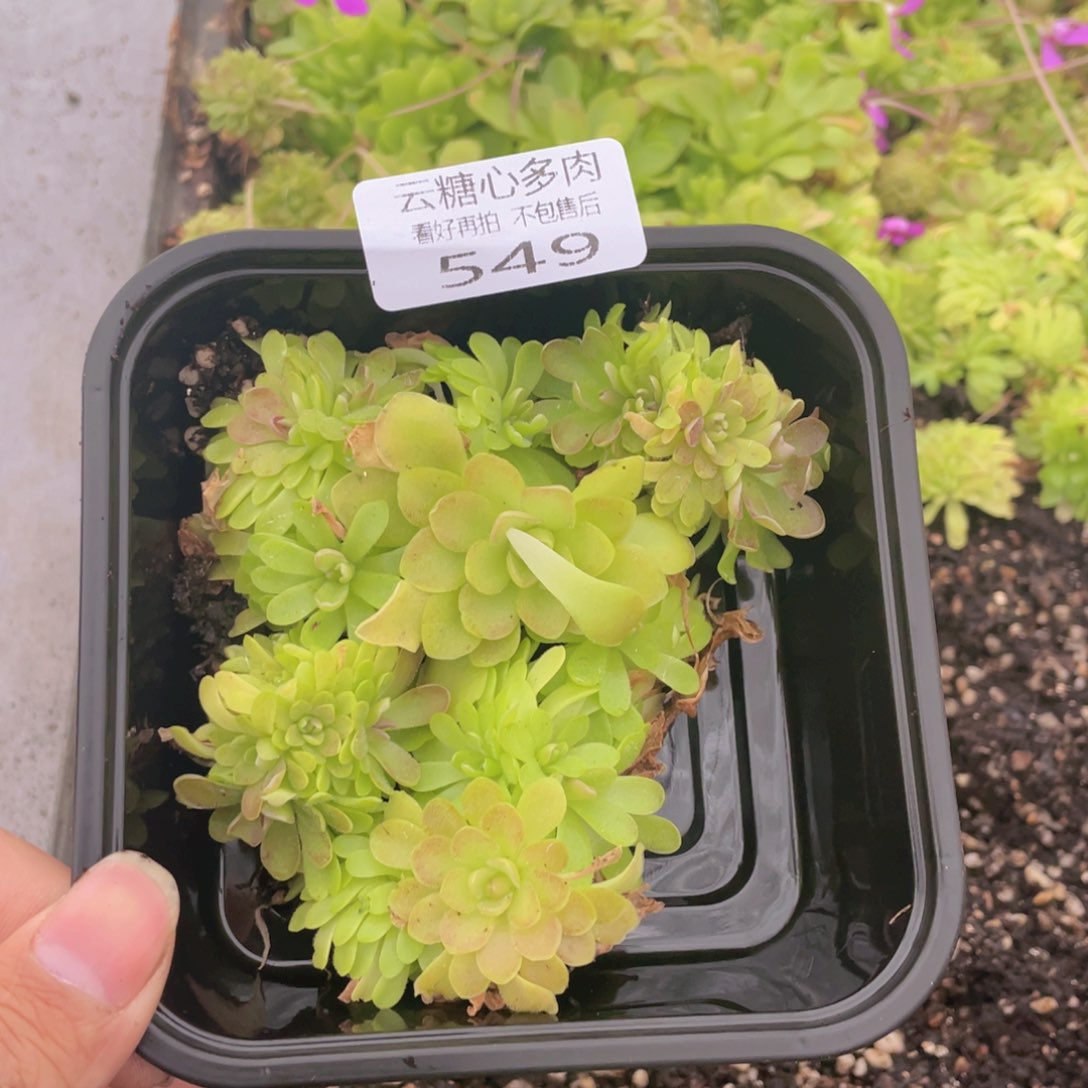 云糖心多肉植物549