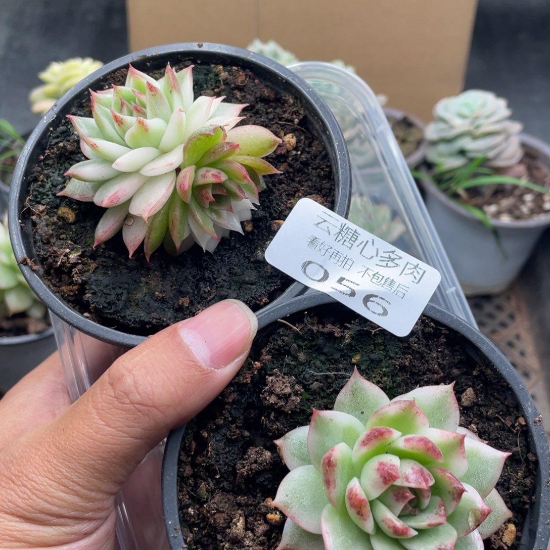 云糖心多肉植物56