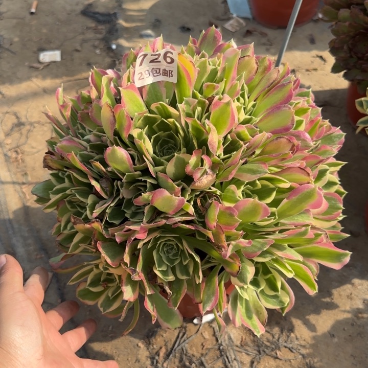 白凤……多肉植物……