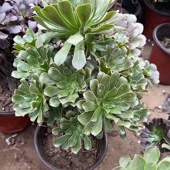 3原始绿玫瑰玫瑰玫瑰