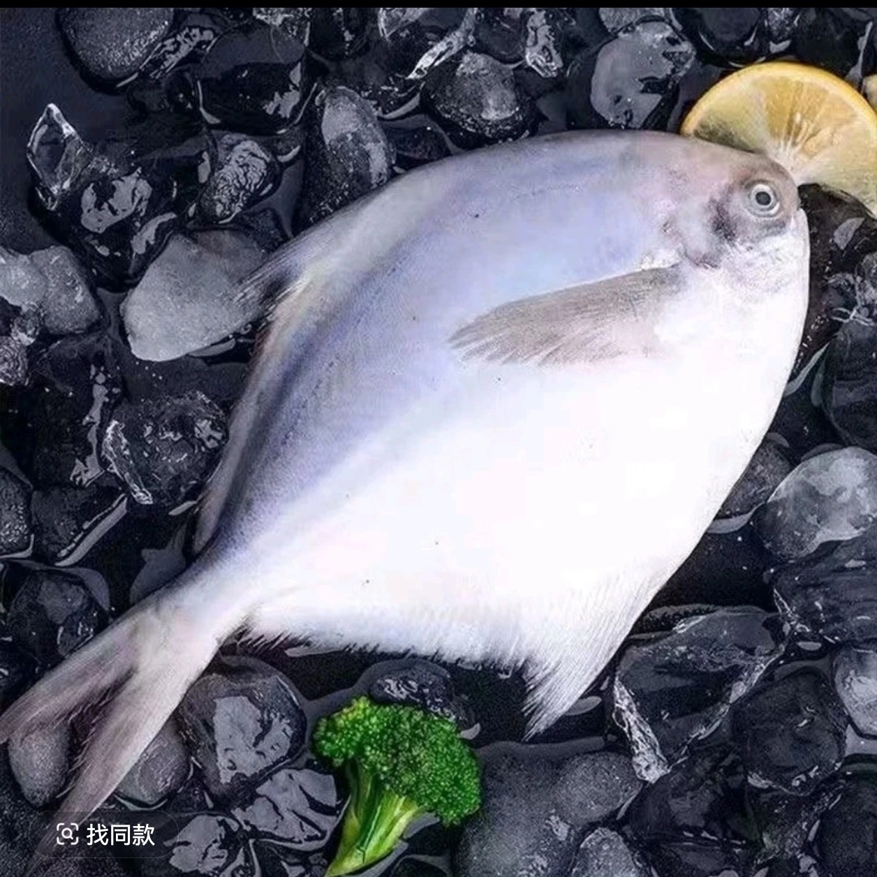 冰鲜 小白鲳鱼一斤 干煎、干炸、红烧