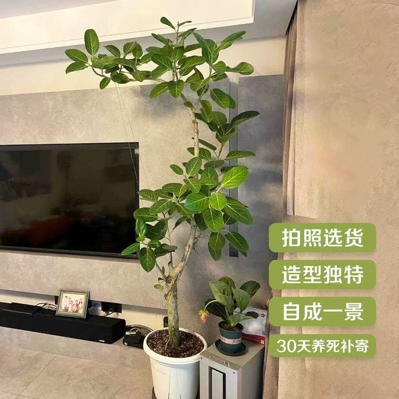 孟加拉榕大型盆栽室内外办公室阳台绿植客厅玄关大型落地绿植