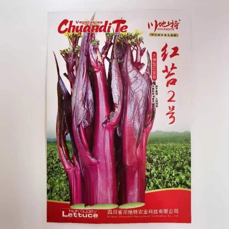 红菜苔种子耐寒抗冻适合家庭阳台庭院四季种植