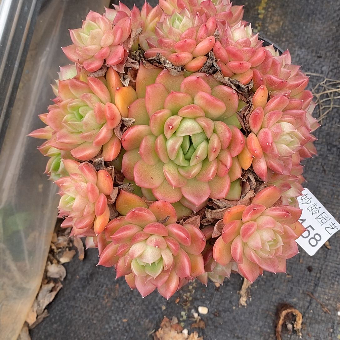 如***令3158杂交老桩基地～15厘米