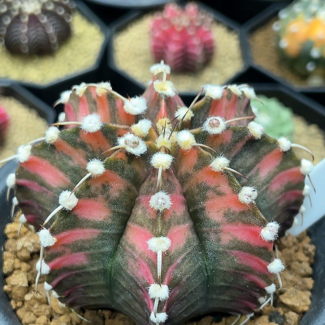 泰系实生根，高绒虎斑肋骨