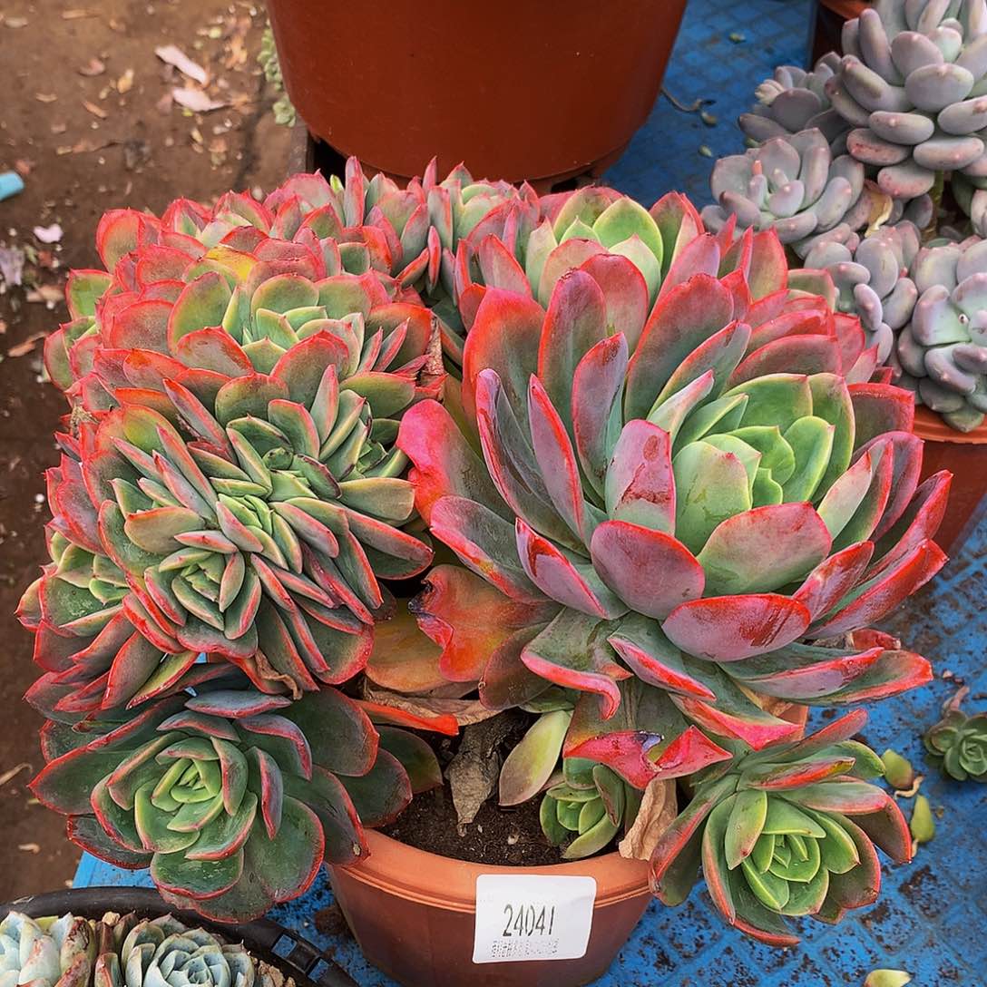 请***”绮罗24041吨肉多肉