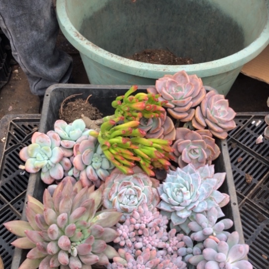 框拍，3310，一物一拍