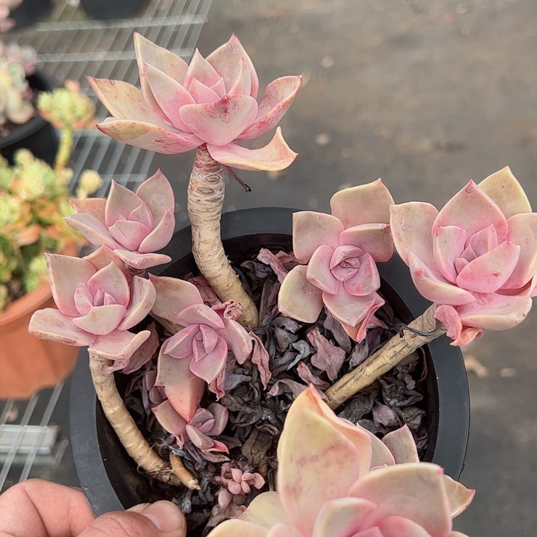 原始初恋老桩整桩