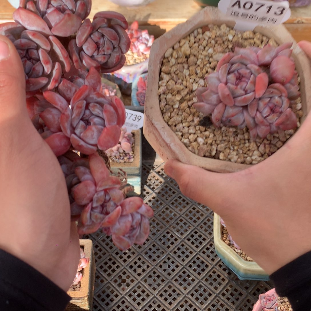 爱***盆A0713 星影4棵打包 7cm