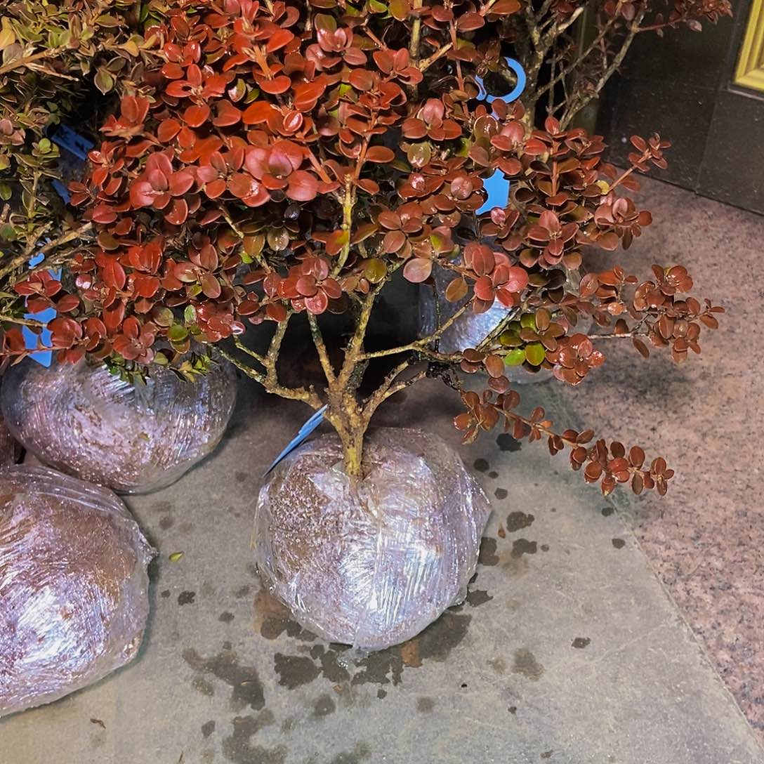 用***4安徽大别山珍珠黄杨