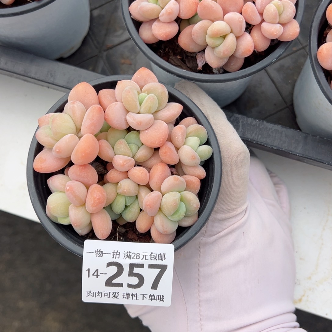 桔子洛神多肉多肉多肉多肉