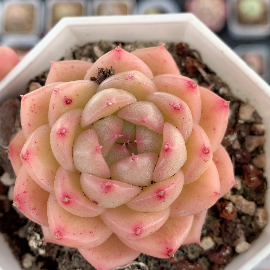 E137 ，20包邮两天凑单偏远不发货