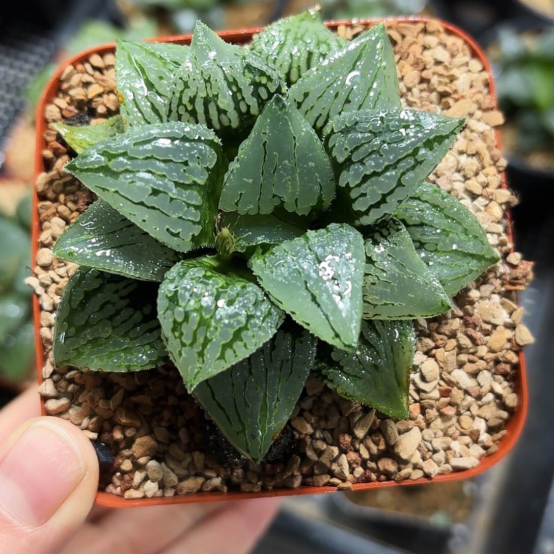 马丽丽女王多肉植物