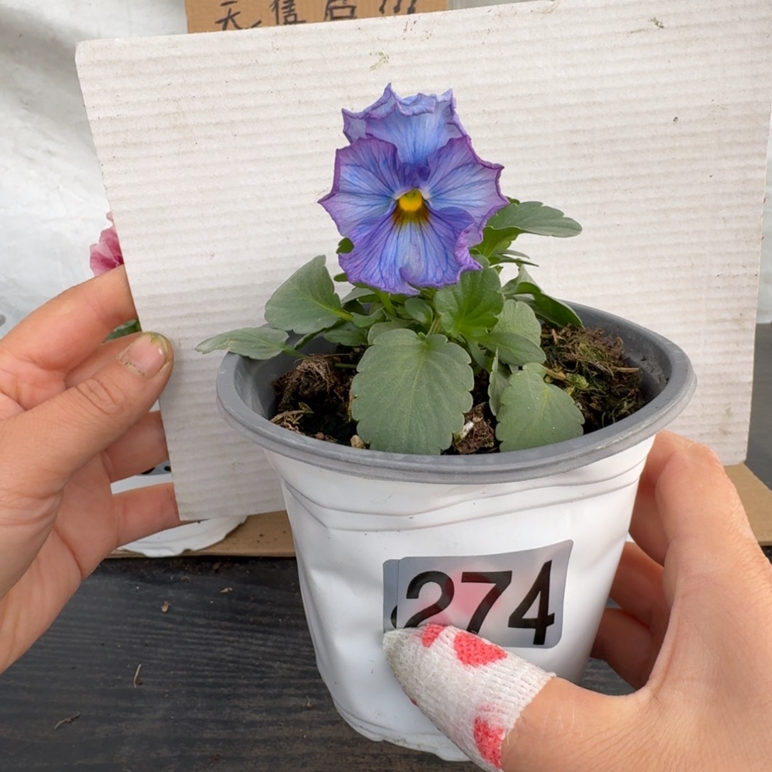 全部花朵274号角堇