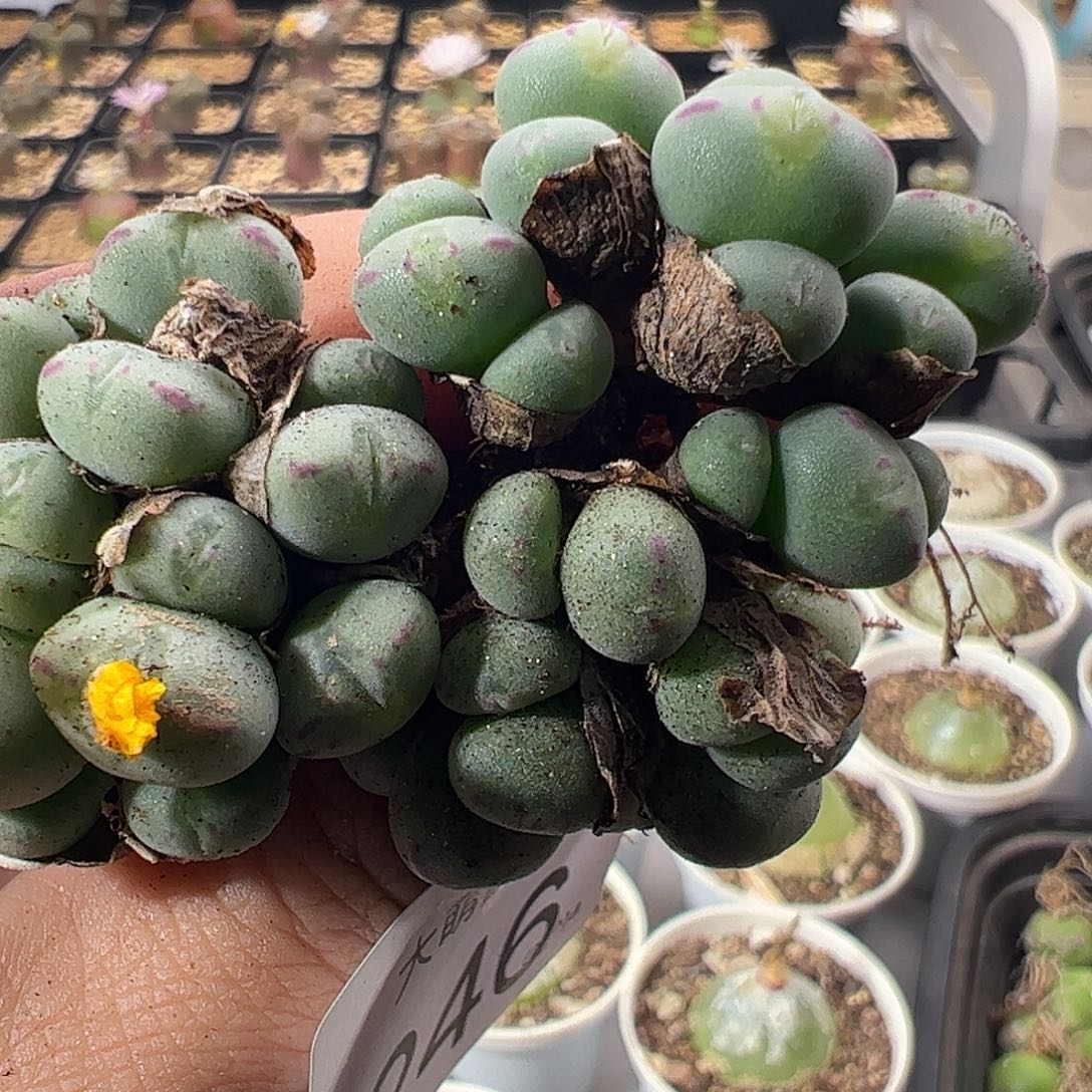 一物一拍。        246