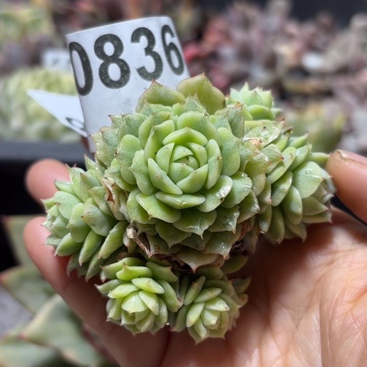 多肉植物满18包邮