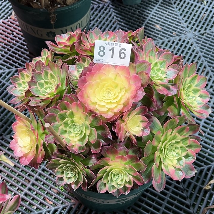 816海王多肉植物