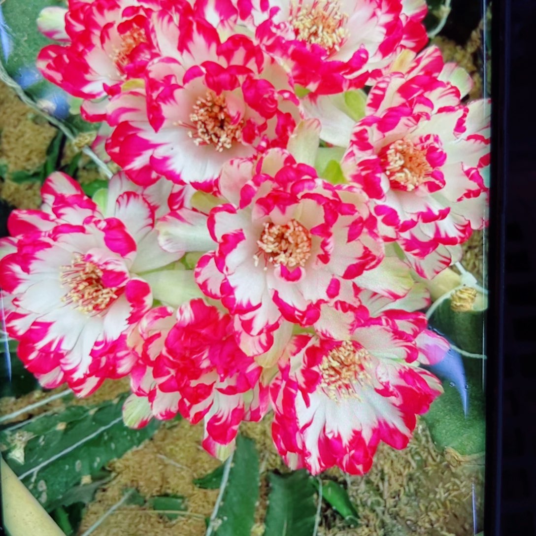 下50丽花美花10歪无根侧芽2一3公分左右20包邮