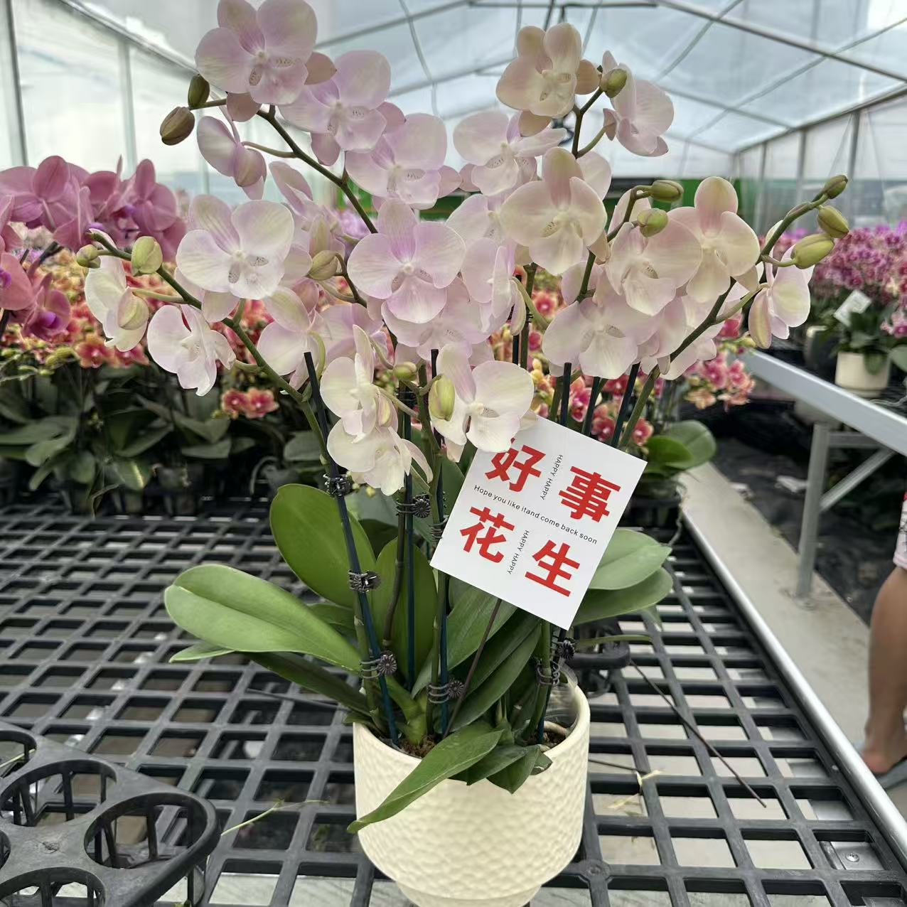 精选蝴蝶兰【威尼斯】 马卡龙色系 室内花卉绿植 基地直发.