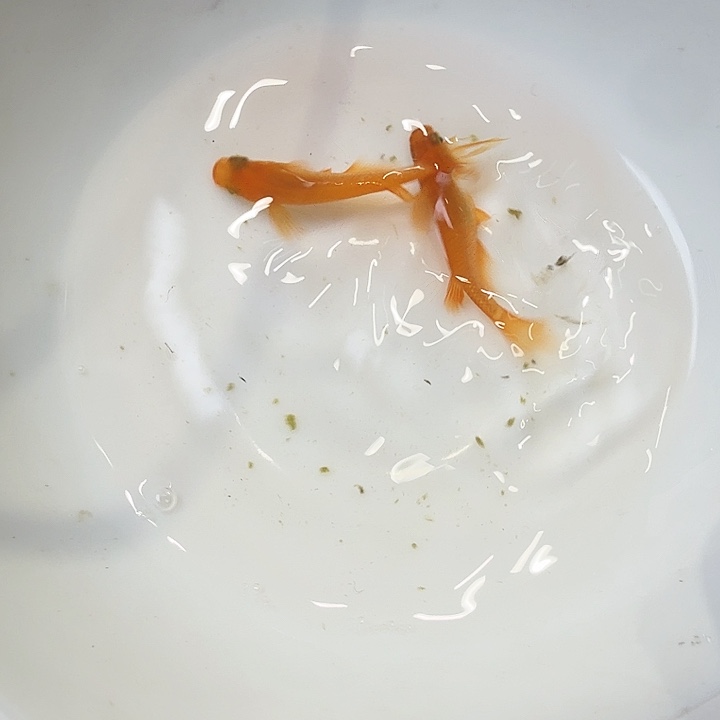 青鳉鱼14号拍品长鳍红帝