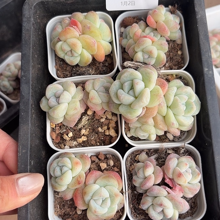 36 号多肉到手1框一物一拍