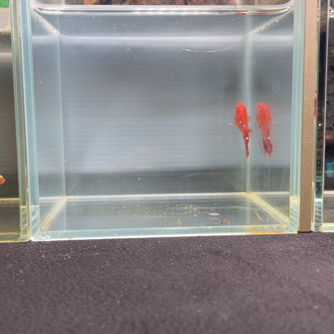 斗鱼十二月二十日竞价