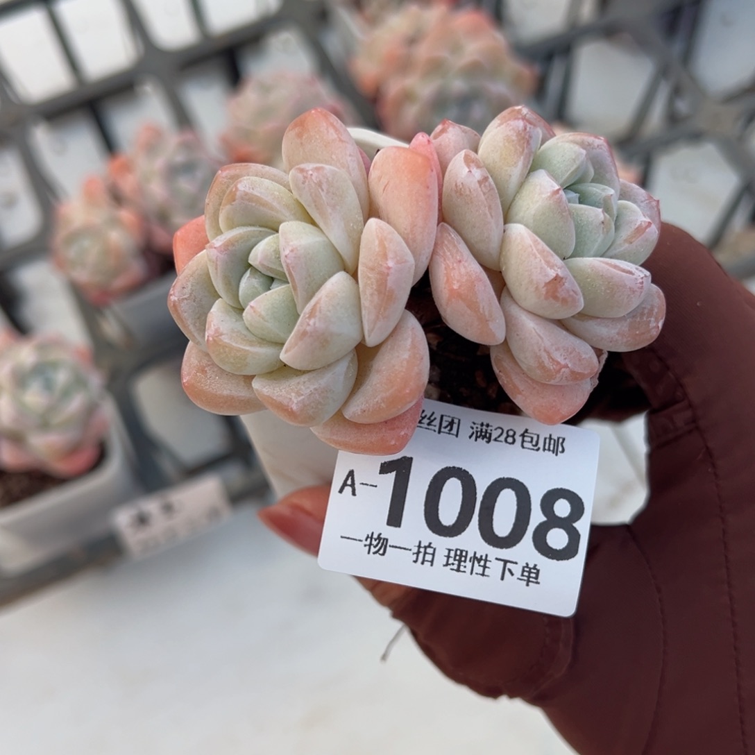 冰玉多肉多肉多肉多