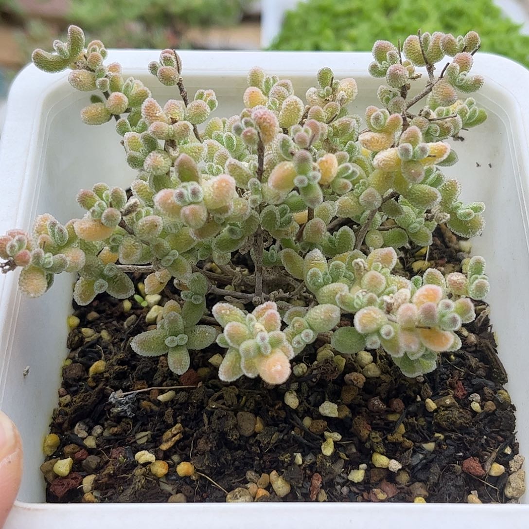 35五彩冰晶优选枝干番杏