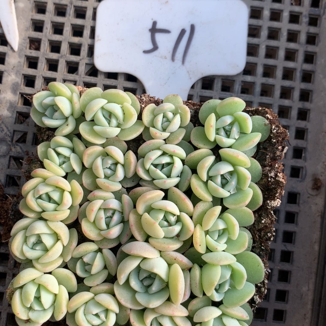 511号七妹切糕苗一组包邮