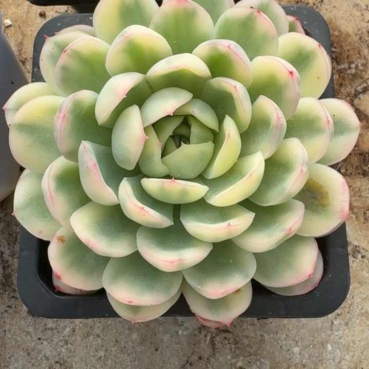 草莓冰锦一物一拍