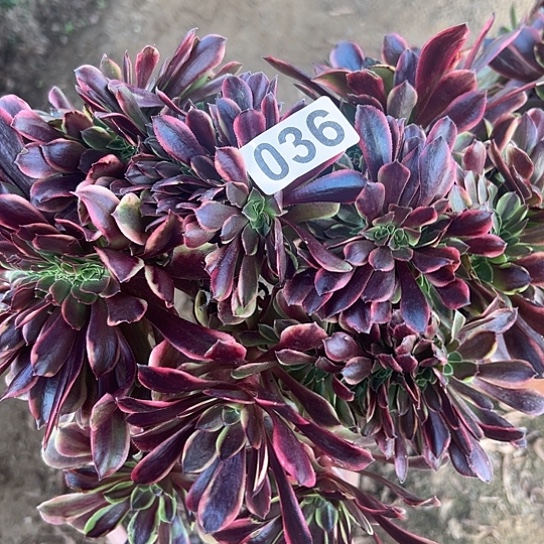 蔚***海多肉植物一个欧嘉莉