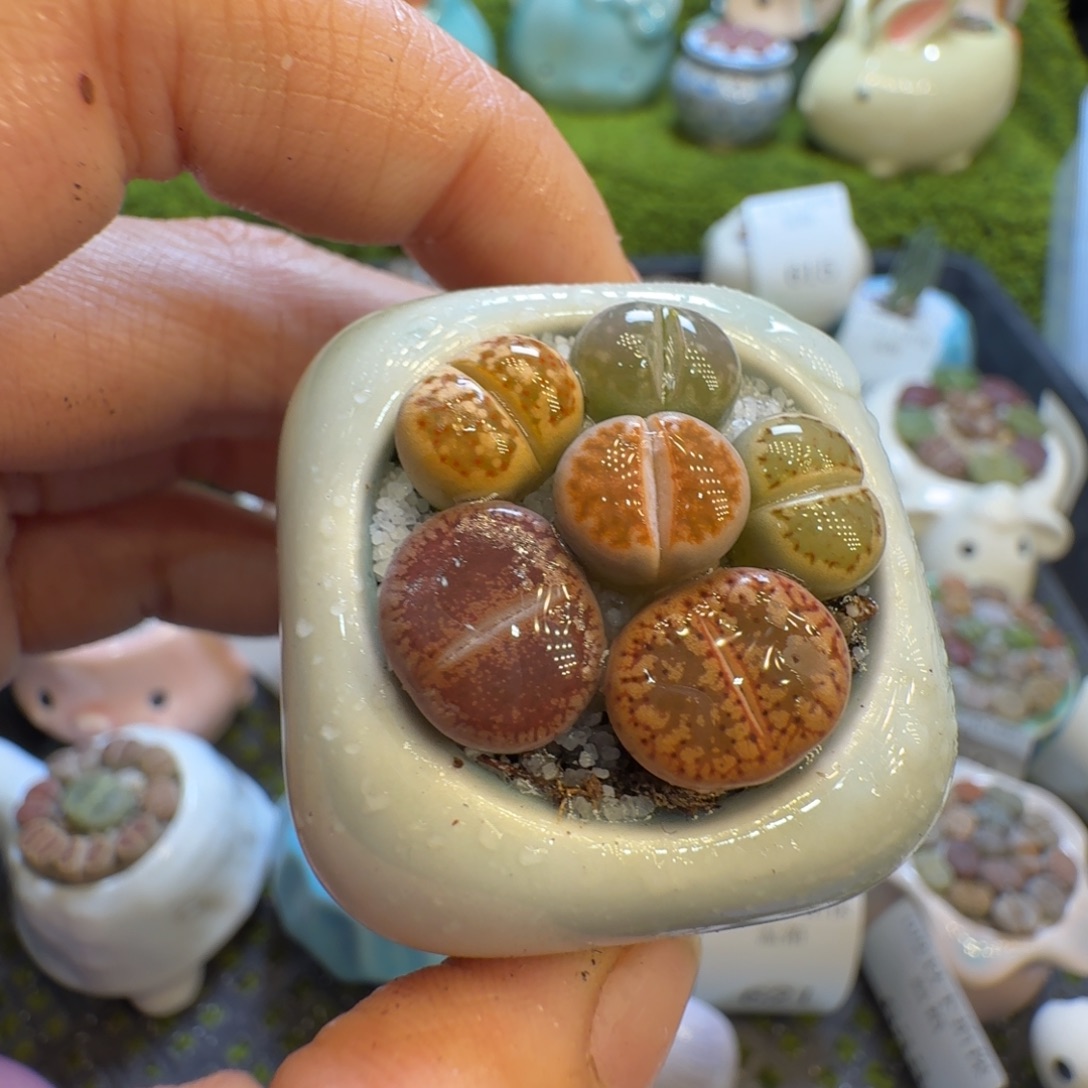 多肉植物福利冲570