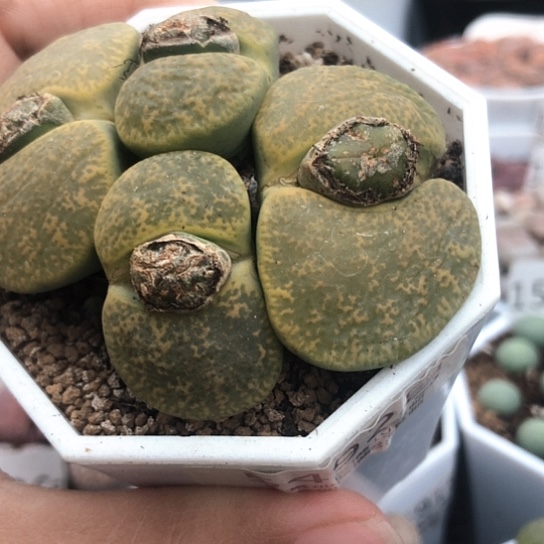 5492，五年群特价包邮